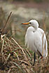 Photo ofYellow-billed Egret (Egretta intermedia). Photographer: 