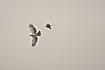 Photo ofBonellis Eagle (Hieraaetus fasciatus). Photographer: 