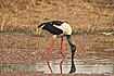 Foto af Sorthalset Stork (Ephippiorhynchus asiaticus). Fotograf: 