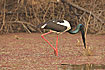 Photo ofBlack-necked Stork (Ephippiorhynchus asiaticus). Photographer: 
