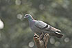 Photo ofRock Pigeon (Columbia livia). Photographer: 