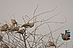Photo ofIndian Roller (Coracias benghalensis). Photographer: 