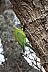 Photo ofPlum-headed Parakeet (Psittacula cyanocephala). Photographer: 
