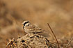 Ashy-crowned Sparrow-Lark male
