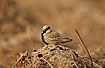 Ashy-crowned Sparrow-lark male