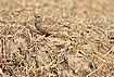 Photo ofAshy-crowned Sparrow-Lark (Eremopterix griseus). Photographer: 
