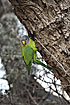 Foto af Blommhovedet delparakit (Psittacula cyanocephala). Fotograf: 
