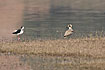 Great stone-curlew and Stilt