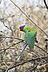 Plum-headed Parakeet male