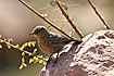 Photo ofBrown Rock Chat (Cercomela fusca). Photographer: 