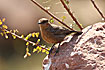 Photo ofBrown Rock Chat (Cercomela fusca). Photographer: 