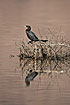 Photo ofLittle Cormorant (Phalacrocorax niger). Photographer: 