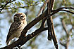 Photo ofSpotted Owlet (Athene brama). Photographer: 
