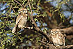 Photo ofSpotted Owlet (Athene brama). Photographer: 