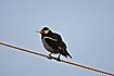 Photo ofAsian Pied Starling (Sturnus contra). Photographer: 