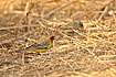 Red-headed Bunting Male