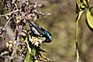 Purple-brested Sunbird male
