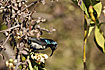 Purple-breasted Sunbird