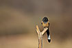 Photo ofRufous Treepie (Dendrocitta vagabunda). Photographer: 