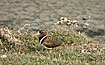 Photo ofGreater Painted-snipe (Rostratula benghalensis). Photographer: 