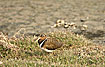 Photo ofGreater Painted-snipe (Rostratula benghalensis). Photographer: 