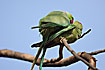 Rose-ringed Parakeet mating