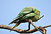 Rose-ringed Parakeet mating