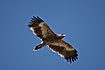 Photo ofSteppe Eagle (Aquila nipalensis). Photographer: 