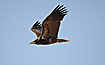 Photo ofEgyptian Vulture (Neophron percnopterus). Photographer: 