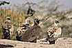 Black Vulture and Griffon Vulture