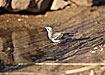Photo ofYellow-throated Sparrow (Petronia xanthocollis). Photographer: 
