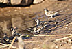 Photo ofYellow-throated Sparrow (Petronia xanthocollis). Photographer: 