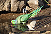 Photo ofRose-ringed Parakeet  (Psittacula krameri). Photographer: 