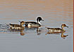 Pintail male and females