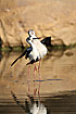 Photo ofBlack-winged Stilt (Himantopus himantopus). Photographer: 