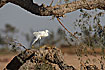 Photo ofLittle Egret (Egretta garzetta). Photographer: 