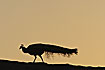 Photo ofIndian Peafowl (Pavo cristatus). Photographer: 