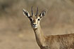 Foto af Indisk gazelle (Gazella bennettii). Fotograf: 