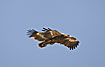 Two Steppe Eagles