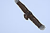 Photo ofBlack Vulture (Aegypius monachus). Photographer: 