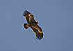 Photo ofSteppe Eagle (Aquila nipalensis). Photographer: 
