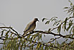Photo ofLaughing Dove (Streptopelia senegalensis). Photographer: 