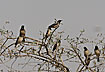 Photo ofRose-coulered Starling (Sturnus roseus). Photographer: 