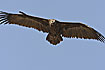 Photo ofBlack Vulture (Aegypius monachus). Photographer: 