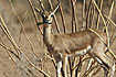 Photo ofIndian Gazelle (Gazella bennettii). Photographer: 