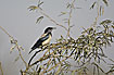 Photo ofRose-coulered Starling (Sturnus roseus). Photographer: 