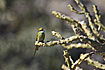 Foto af Lille Grn Bider (Merops orientalis). Fotograf: 