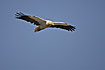 Photo ofEgyptian Vulture (Neophron percnopterus). Photographer: 