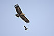 Steppe Eagle hunted by a Housecrow