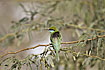 Foto af Lille Grn Bider (Merops orientalis). Fotograf: 